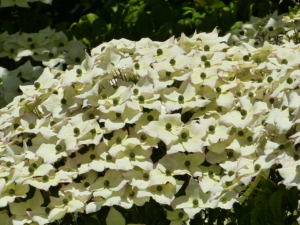 Cornus Kousa
